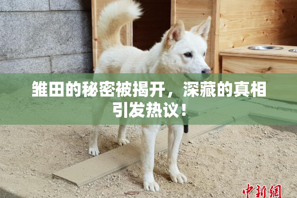 雏田的秘密被揭开，深藏的真相引发热议！