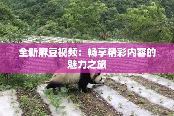 全新麻豆视频：畅享精彩内容的魅力之旅