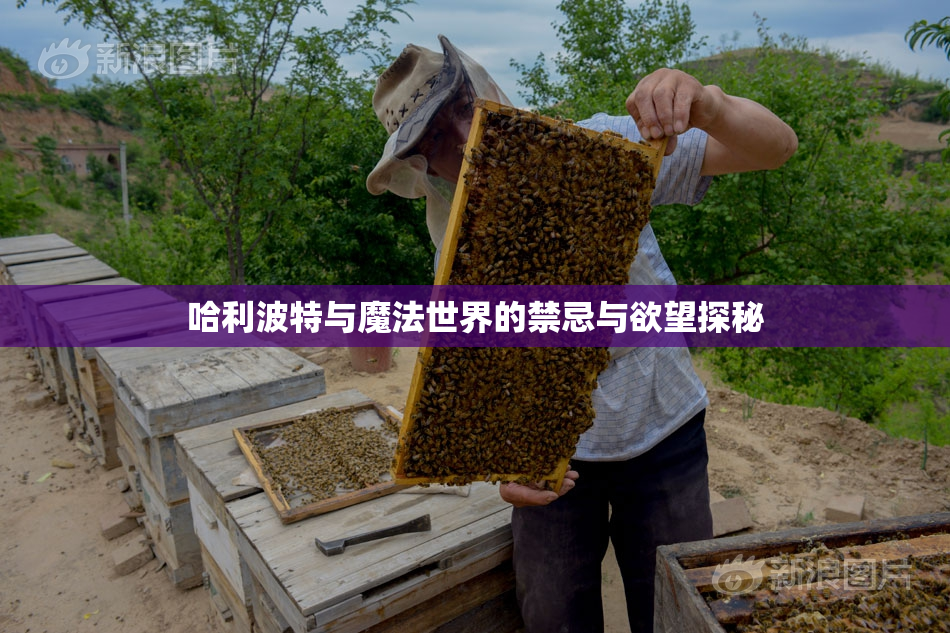 哈利波特与魔法世界的禁忌与欲望探秘