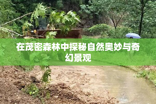 在茂密森林中探秘自然奥妙与奇幻景观