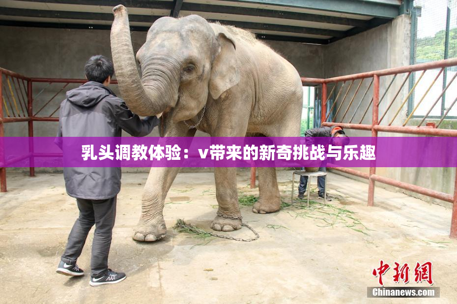 乳头调教体验：v带来的新奇挑战与乐趣
