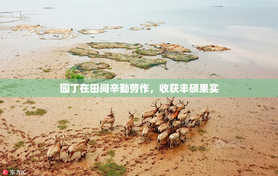 园丁在田间辛勤劳作，收获丰硕果实