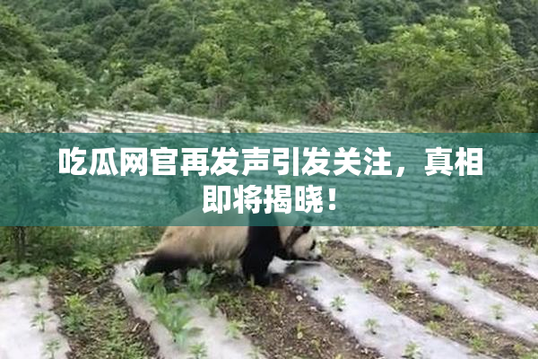 吃瓜网官再发声引发关注，真相即将揭晓！