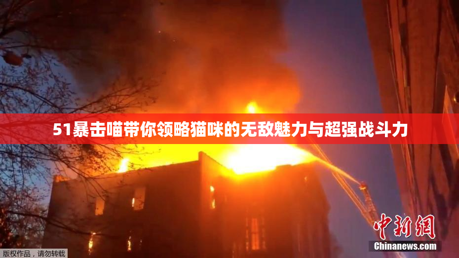 51暴击喵带你领略猫咪的无敌魅力与超强战斗力