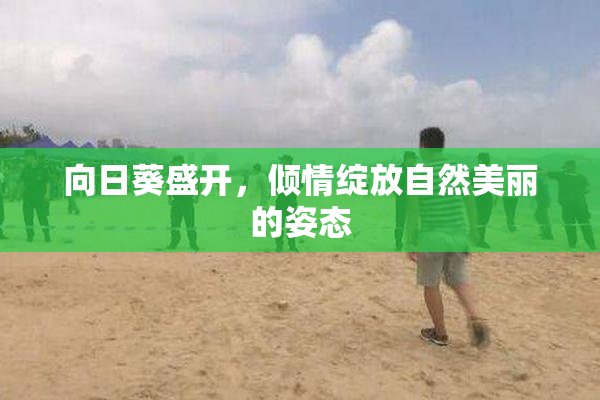 向日葵盛开，倾情绽放自然美丽的姿态