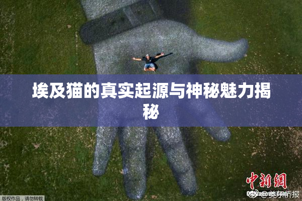 埃及猫的真实起源与神秘魅力揭秘