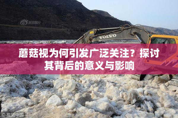 蘑菇视为何引发广泛关注？探讨其背后的意义与影响