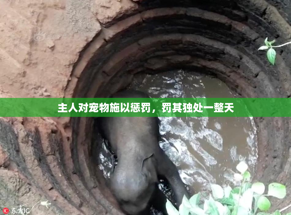 主人对宠物施以惩罚，罚其独处一整天