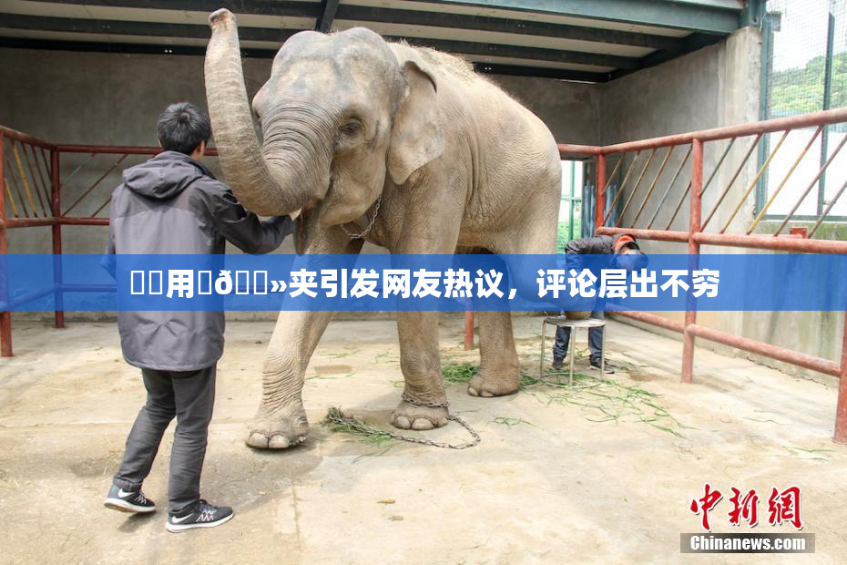 妺妺用‌🐻夹引发网友热议，评论层出不穷
