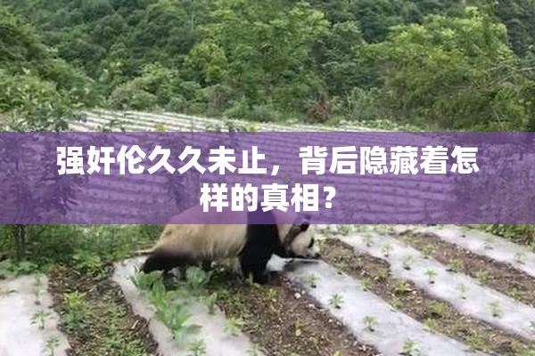 强奸伦久久未止，背后隐藏着怎样的真相？