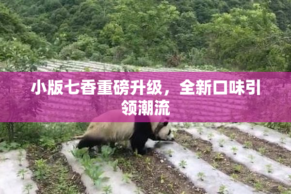 小版七香重磅升级，全新口味引领潮流