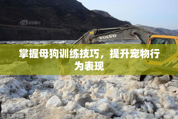 掌握母狗训练技巧，提升宠物行为表现