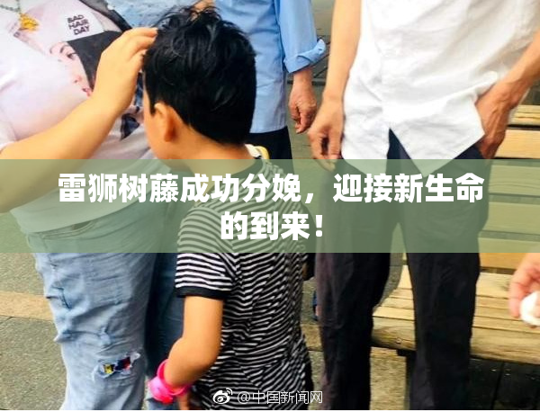 雷狮树藤成功分娩，迎接新生命的到来！