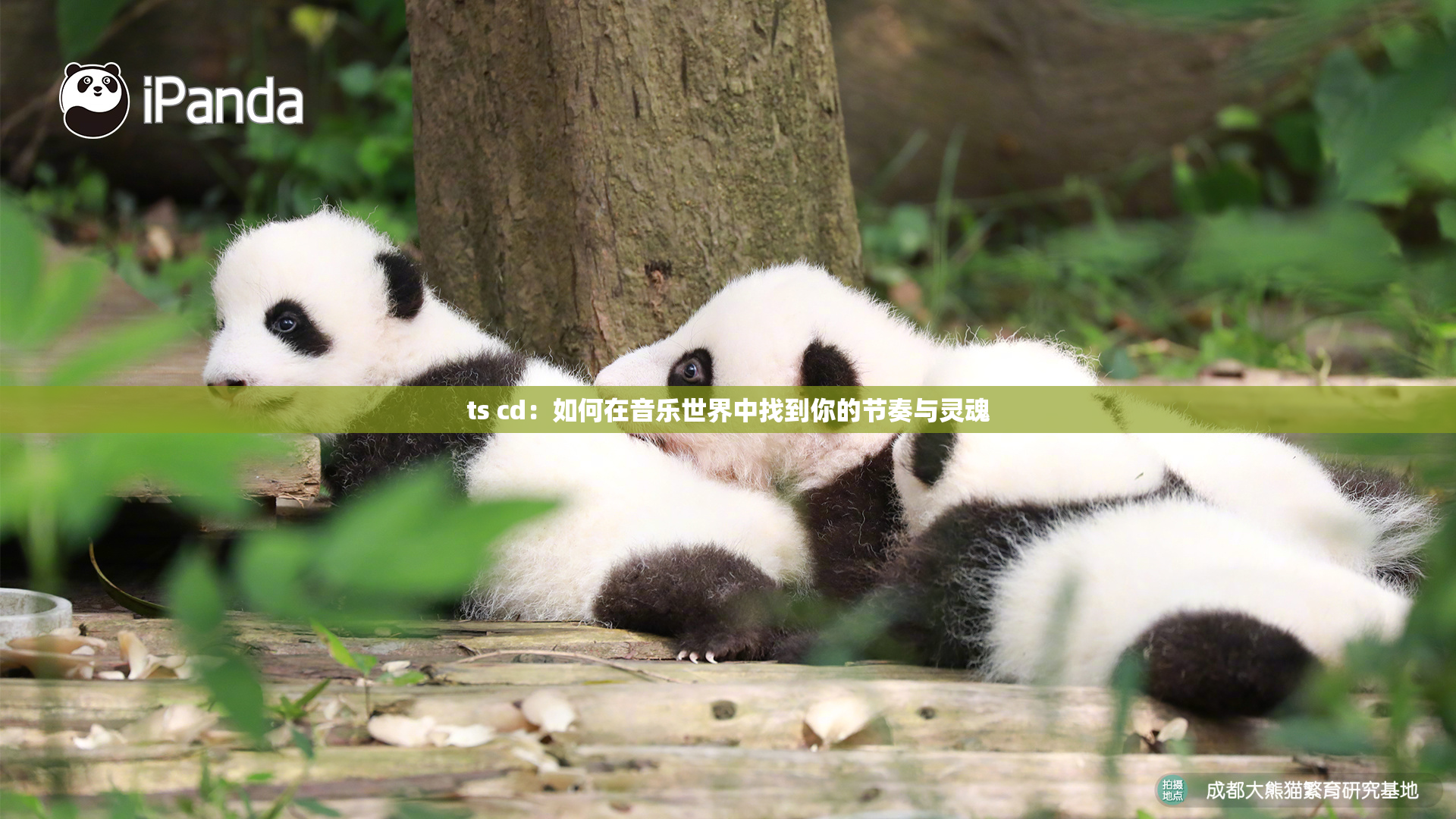 ts cd：如何在音乐世界中找到你的节奏与灵魂