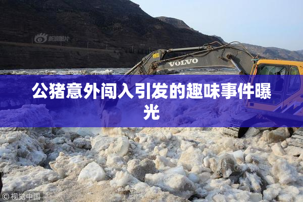 公猪意外闯入引发的趣味事件曝光