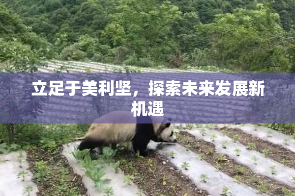 立足于美利坚，探索未来发展新机遇