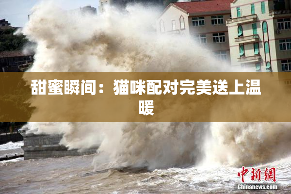 甜蜜瞬间：猫咪配对完美送上温暖