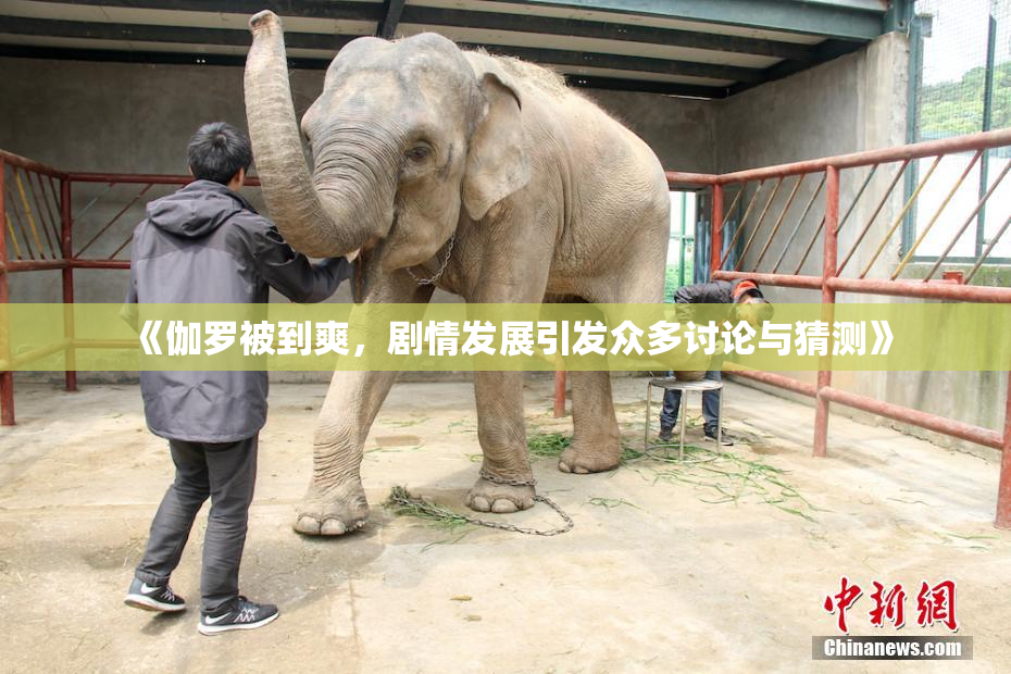 《伽罗被到爽，剧情发展引发众多讨论与猜测》