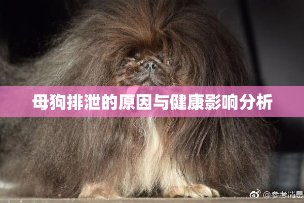 母狗排泄的原因与健康影响分析