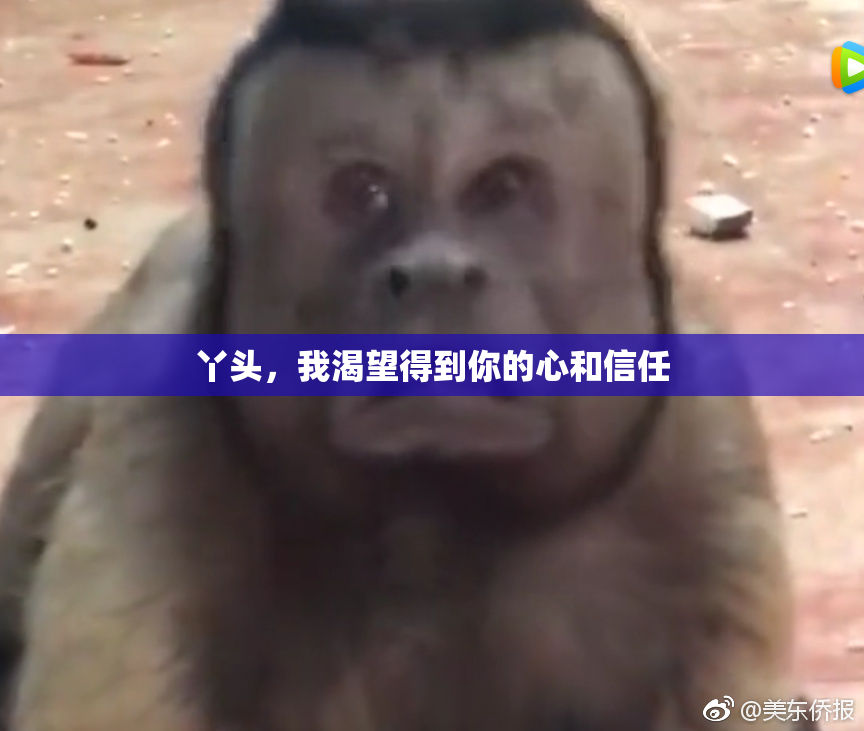 丫头，我渴望得到你的心和信任