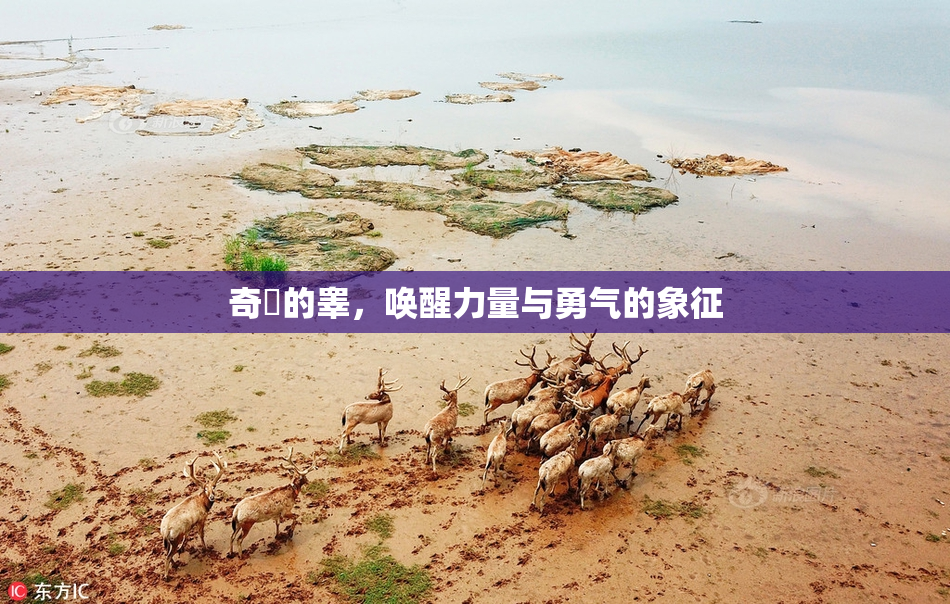 奇犽的睾，唤醒力量与勇气的象征