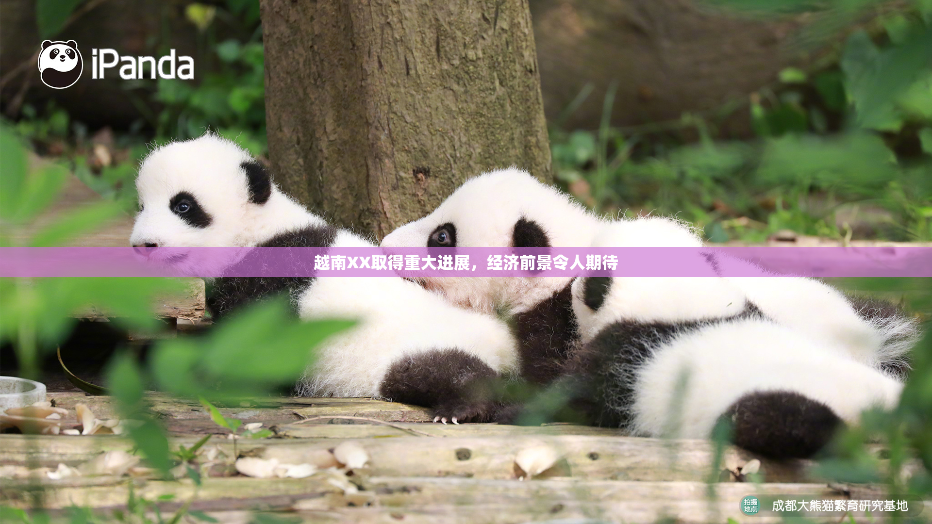 越南XX取得重大进展，经济前景令人期待