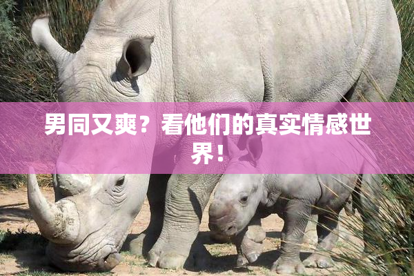 男同又爽？看他们的真实情感世界！