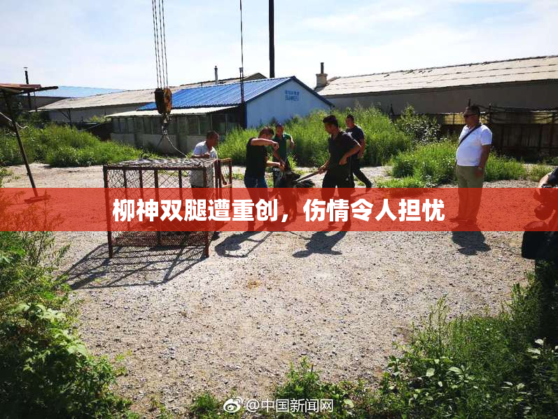 柳神双腿遭重创，伤情令人担忧