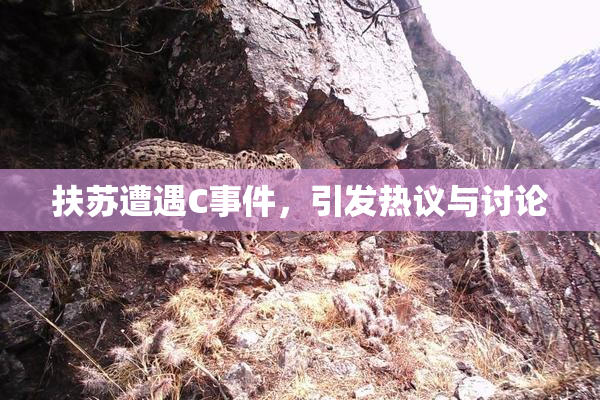扶苏遭遇C事件，引发热议与讨论