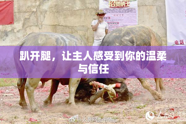 趴开腿，让主人感受到你的温柔与信任