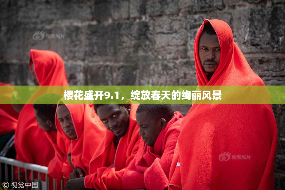 樱花盛开9.1，绽放春天的绚丽风景