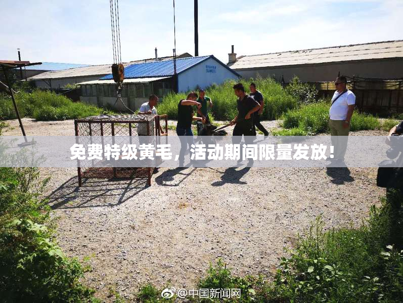免费特级黄毛，活动期间限量发放！