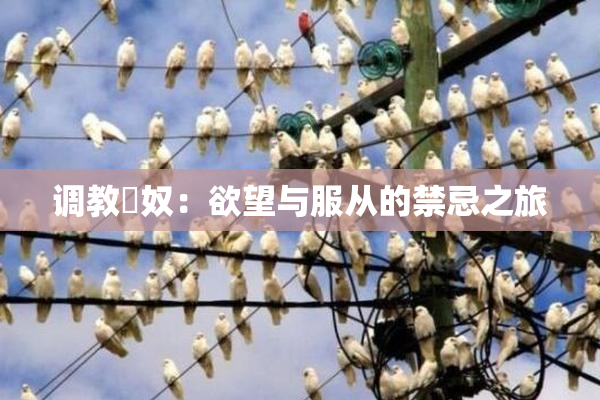 调教婬奴：欲望与服从的禁忌之旅