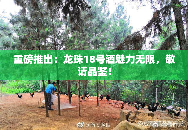 重磅推出：龙珠18号酒魅力无限，敬请品鉴！