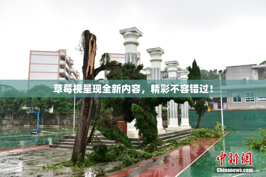 草莓视呈现全新内容，精彩不容错过！