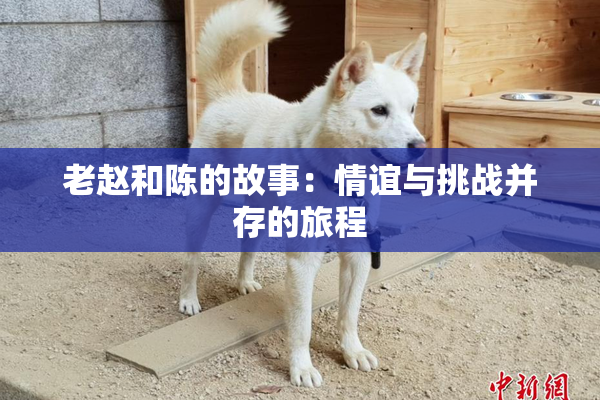 老赵和陈的故事：情谊与挑战并存的旅程