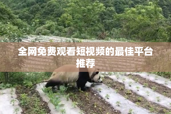 全网免费观看短视频的最佳平台推荐