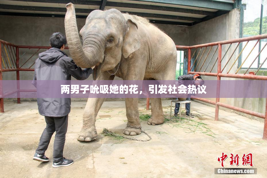 两男子吮吸她的花，引发社会热议
