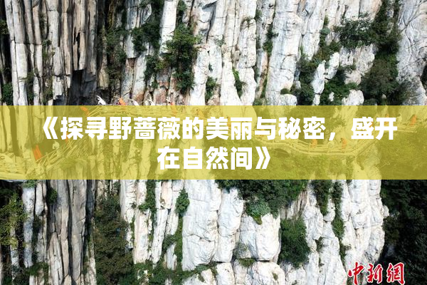 《探寻野蔷薇的美丽与秘密，盛开在自然间》