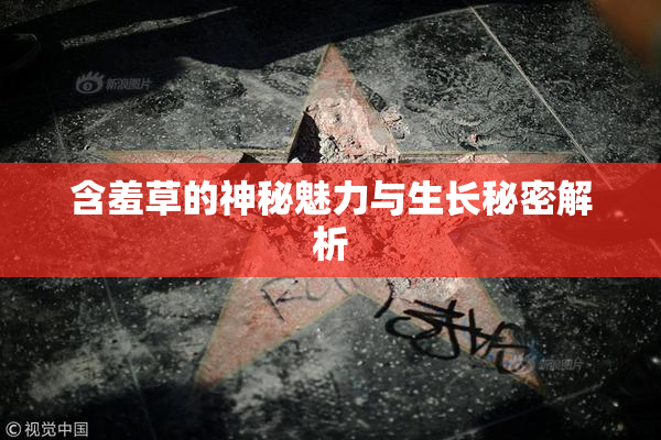 含羞草的神秘魅力与生长秘密解析