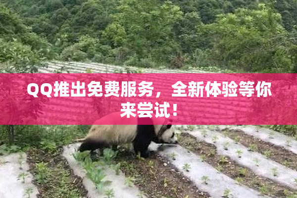 QQ推出免费服务，全新体验等你来尝试！