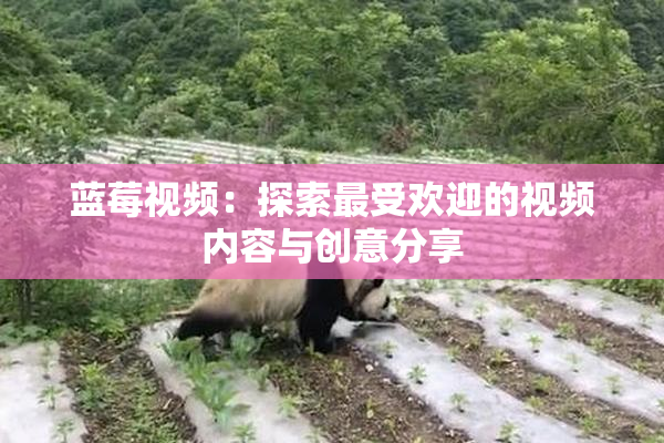 蓝莓视频：探索最受欢迎的视频内容与创意分享