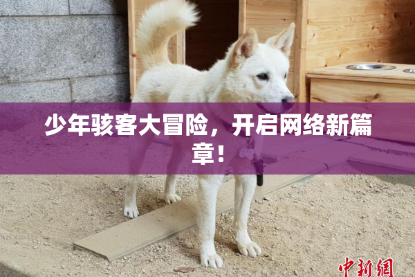 少年骇客大冒险，开启网络新篇章！