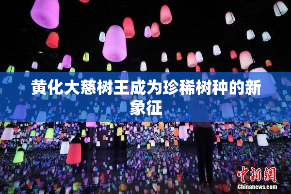黄化大慈树王成为珍稀树种的新象征