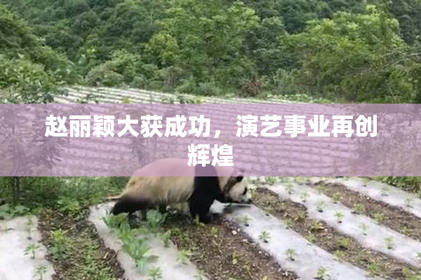 赵丽颖大获成功，演艺事业再创辉煌