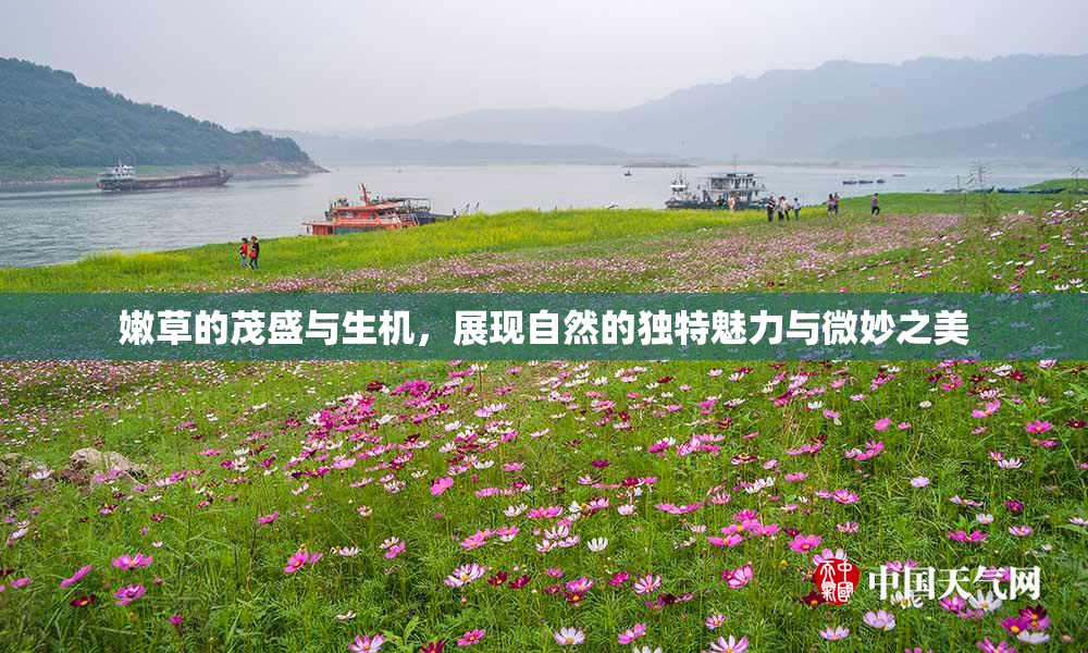 嫩草的茂盛与生机，展现自然的独特魅力与微妙之美