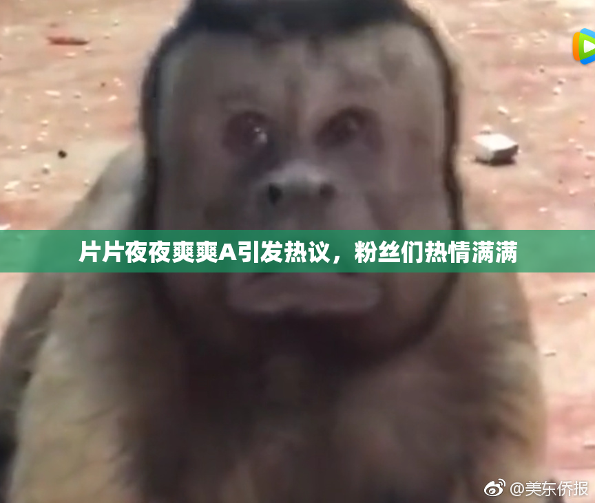 片片夜夜爽爽A引发热议，粉丝们热情满满