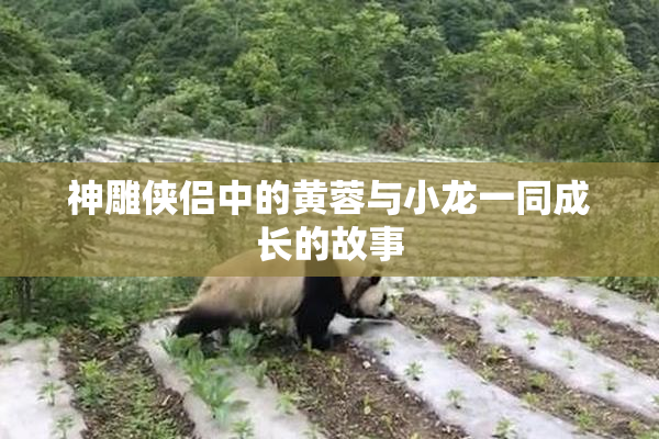 神雕侠侣中的黄蓉与小龙一同成长的故事