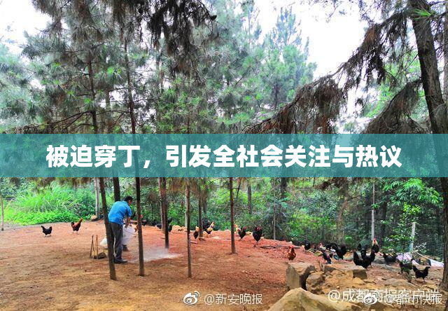 被迫穿丁，引发全社会关注与热议