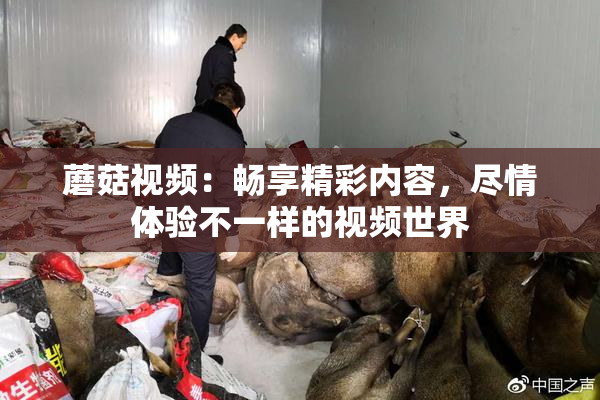 蘑菇视频：畅享精彩内容，尽情体验不一样的视频世界